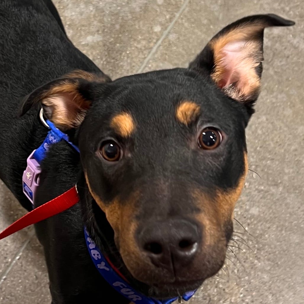 Photo of Krypto CDAC 26c48153, adoptable Kelpie, Australian / Terrier, Pit Bull in Hayden, Idaho