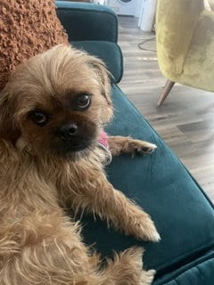 Photo of Maisy, adoptable Brussels Griffon in Agoura Hills, California