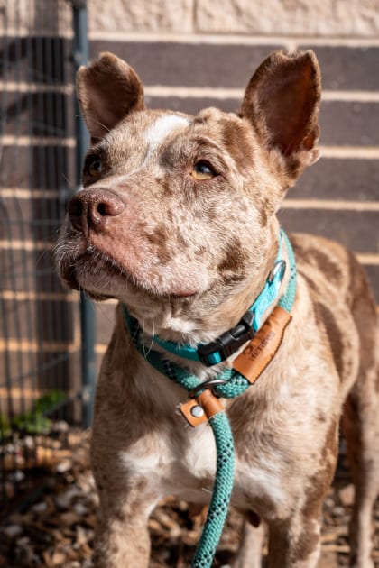 Photo of Pudding, adoptable dog in Chamblee, Georgia