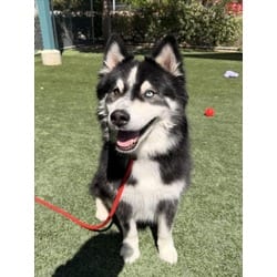 Photo of Reseda, adoptable Husky in Chatsworth, California
