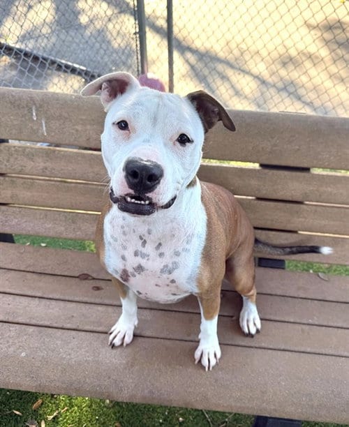 Photo of Sissi, adoptable American Bulldog in Fort Myers, Florida