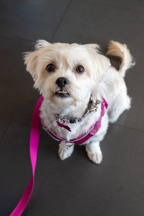 Photo of Chiquita, adoptable Maltese in Mundelein, Illinois