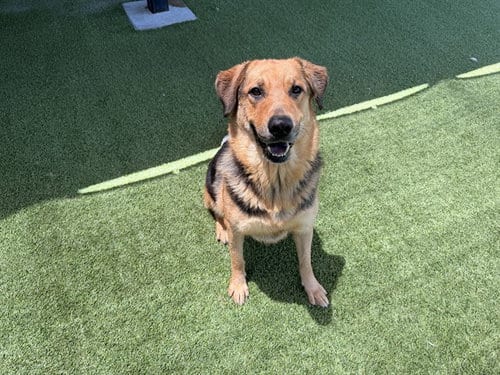Photo of Lorena, adoptable German Shepherd Dog in Garland, Texas