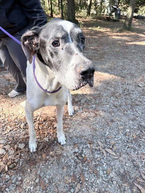 Photo of Remi (GA), adoptable Great Dane in New York, New York