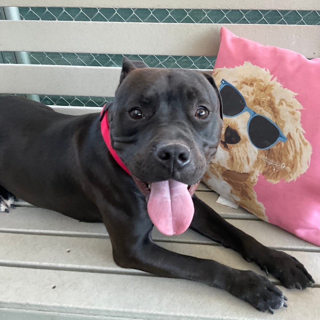 Photo of Sawyer, adoptable Terrier, American Pit Bull in Henderson, Nevada