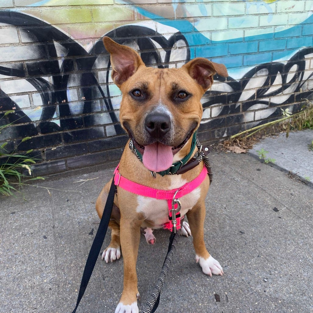 Photo of Wonder, adoptable Terrier, American Staffordshire in Whitestone, New York
