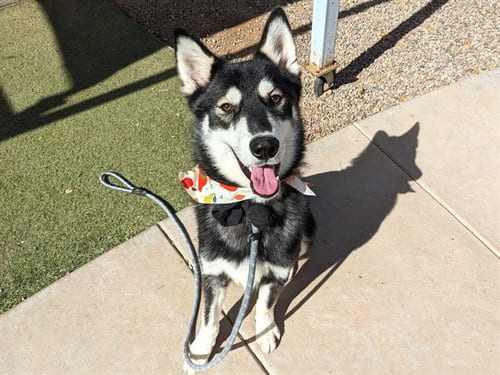 Photo of Sebastian, adoptable Siberian Husky in Phoenix, Arizona