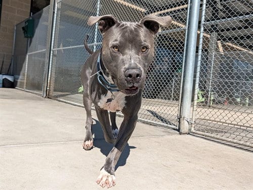 Photo of Isaac, adoptable American Pit Bull Terrier in Denver, Colorado