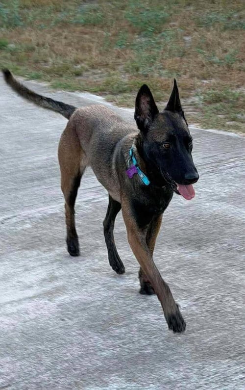 Photo of Callisto FKA Nili - Located In Texas, adoptable Belgian Shepherd Malinois in Imlay City, Michigan