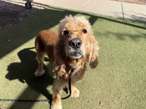 Photo of Mango, adoptable Cocker Spaniel in Phoenix, Arizona