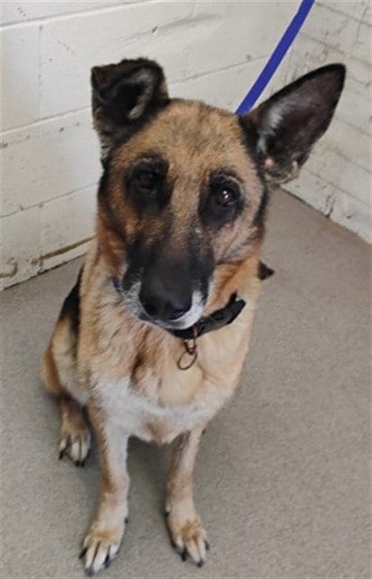 Photo of Celebi, adoptable German Shepherd Dog in San Bernardino, California