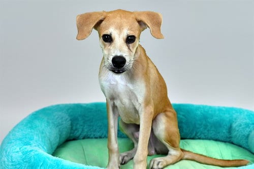 Photo of Bow, adoptable Beagle in Ft Lauderdale, Florida