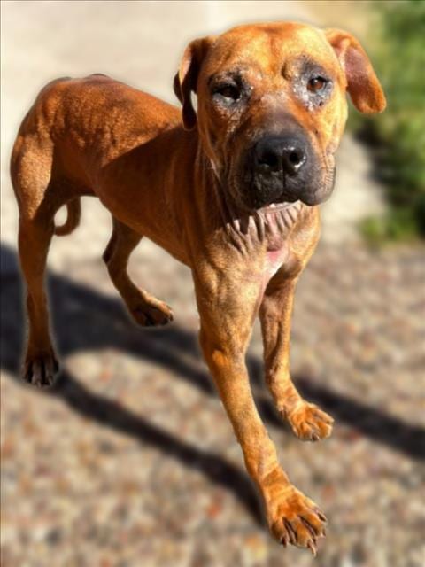 Photo of Lauren, adoptable American Staffordshire Terrier in Houston, Texas