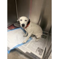 Photo of Kali, adoptable Catahoula Leopard Dog Dalmatian in Chatsworth, California