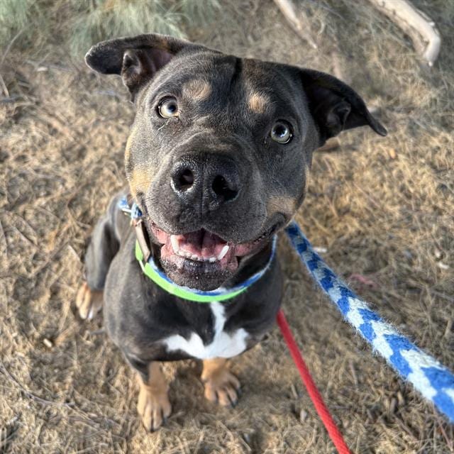 Photo of Tommy, adoptable dog