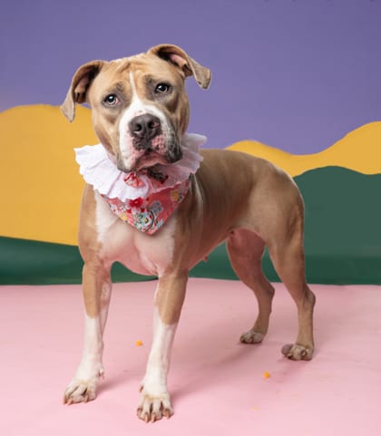 Photo of Layla, adoptable dog in Atlanta, Georgia