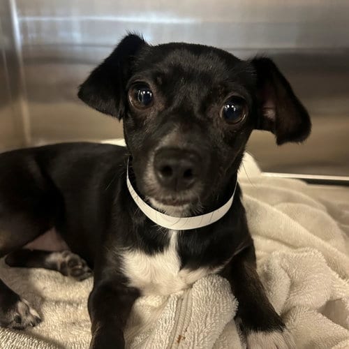 Photo of Suzy, adoptable Unknown breed in Rancho Santa Fe, California