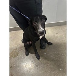 Photo of Sid, adoptable German Shepherd Dog in San Antonio, Texas