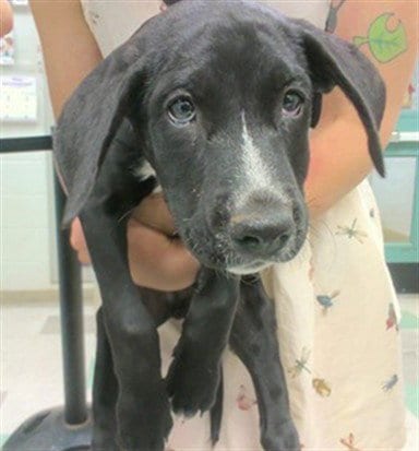 Photo of A481281, adoptable English Pointer in Oklahoma City, Oklahoma