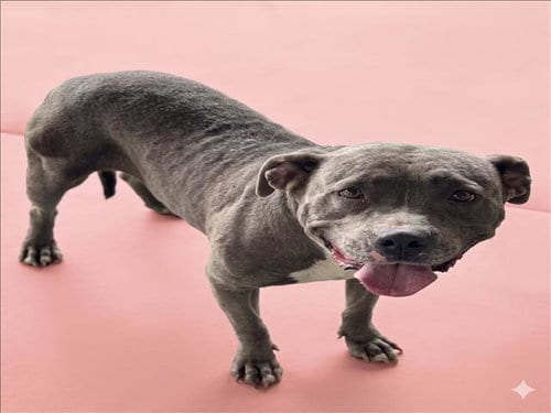 Photo of Roxanne, adoptable American Staffordshire Terrier in Los Angeles, California
