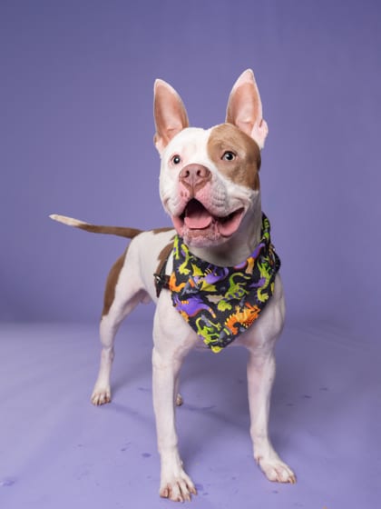 Photo of Gru, adoptable dog in Atlanta, Georgia