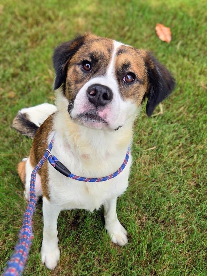 Photo of Chimichanga, adoptable Mixed Breed in Douglasville, Georgia