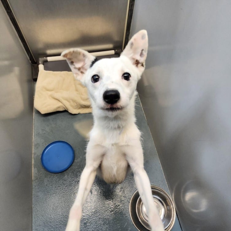 Photo of Ghost, adoptable Chihuahua - Smooth Coated and Staffordshire Bull Terrier in Houston, Texas