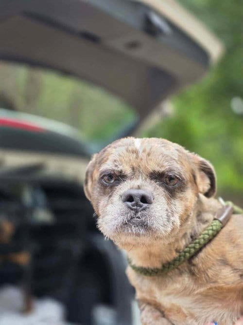 Photo of Patch (GA), adoptable Shih Tzu in New York, New York