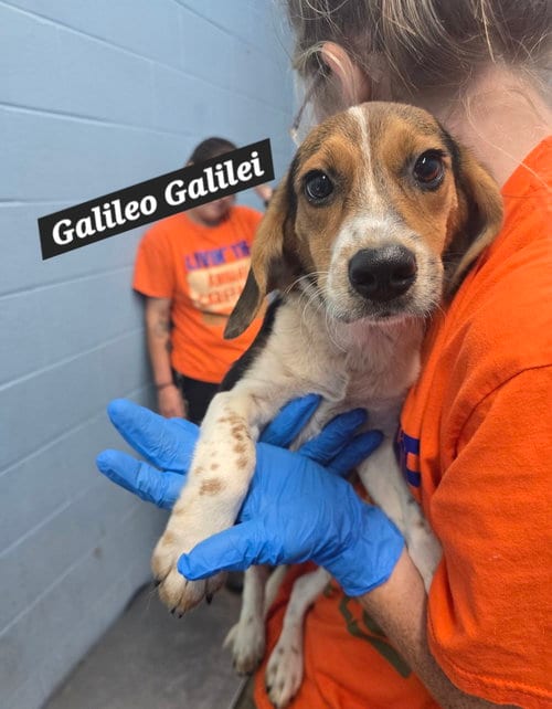 Photo of Galileo Galilei, adoptable Beagle in Evansville, Indiana