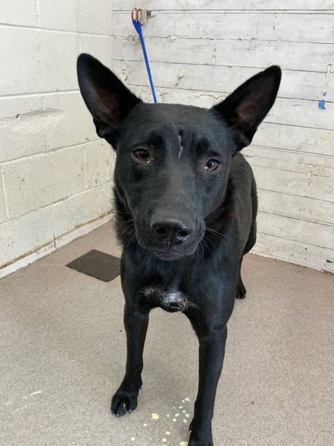 Photo of Snooki, adoptable German Shepherd Dog in San Bernardino, California