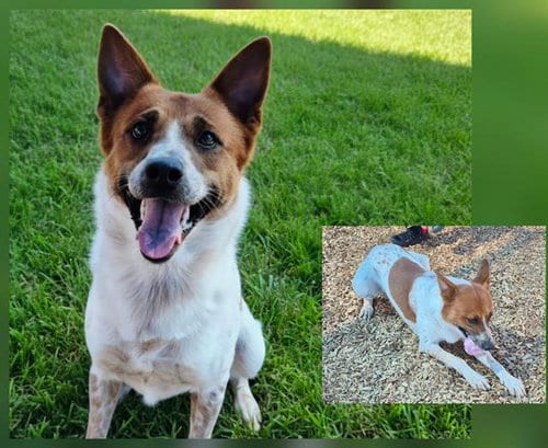Photo of Bean, adoptable Australian Kelpie in Albuquerque, New Mexico