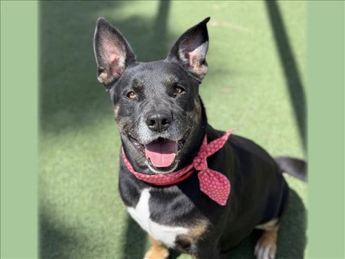Photo of Nova, adoptable Rottweiler in San Pedro, California