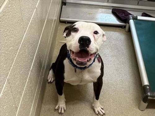 Photo of Razzie, adoptable Pit Bull Terrier in Chapel Hill, North Carolina