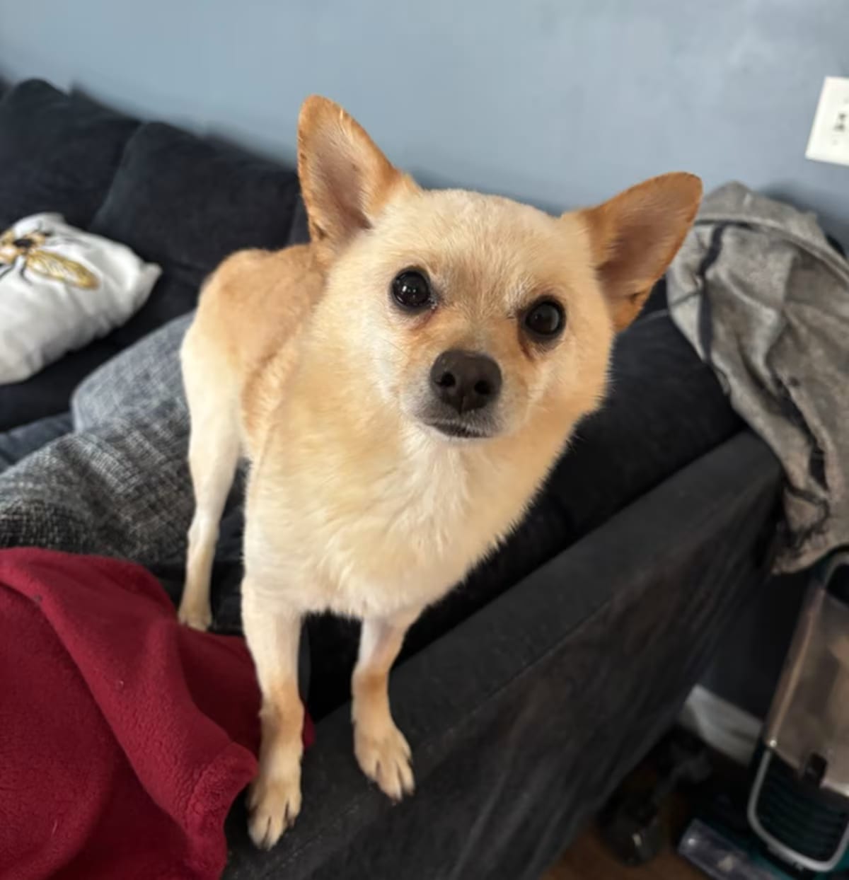 Photo of Bear, adoptable Chihuahua/Mixed Breed (Small) in Covington, Kentucky