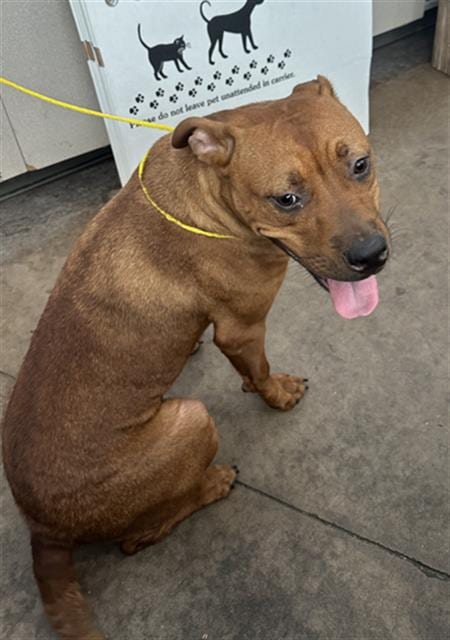 Photo of Latte, adoptable Mixed Breed