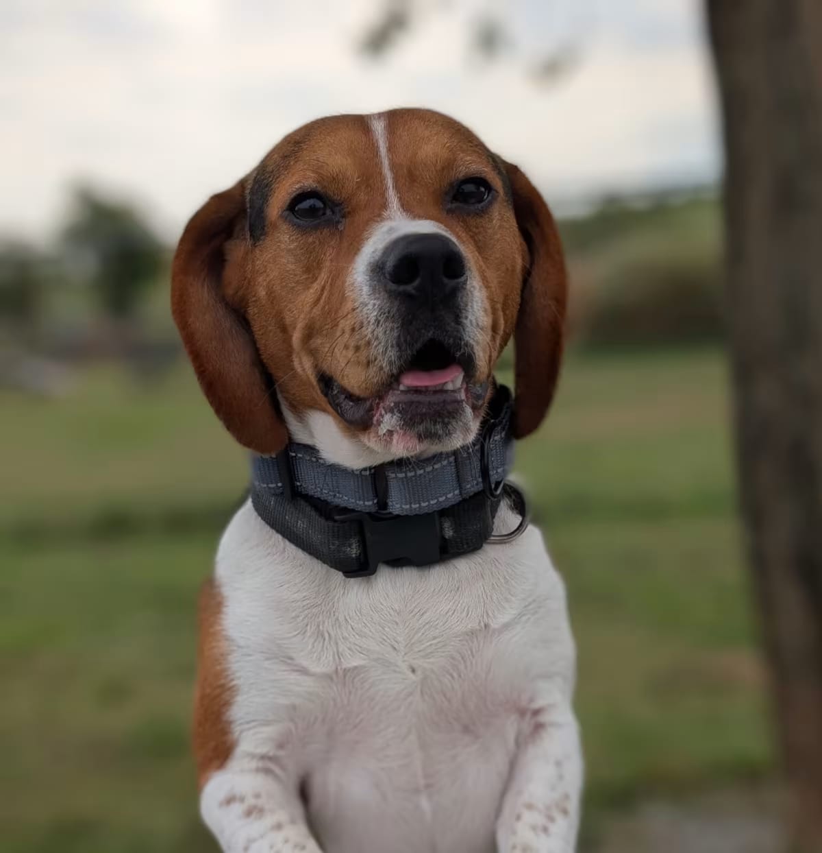 Photo of Bluto, adoptable Beagle in Los Angeles, California