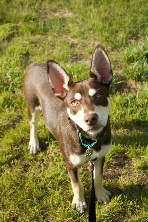 Photo of Anthony, adoptable Husky in Pottstown, Pennsylvania