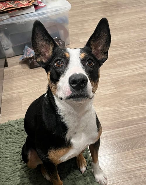 Photo of Chelsea, adoptable Australian Kelpie in Fort Collins, Colorado