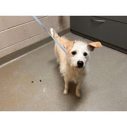 Photo of Blanquito, adoptable Terrier (Unknown Type, Medium) Chihuahua in Colorado Springs, Colorado