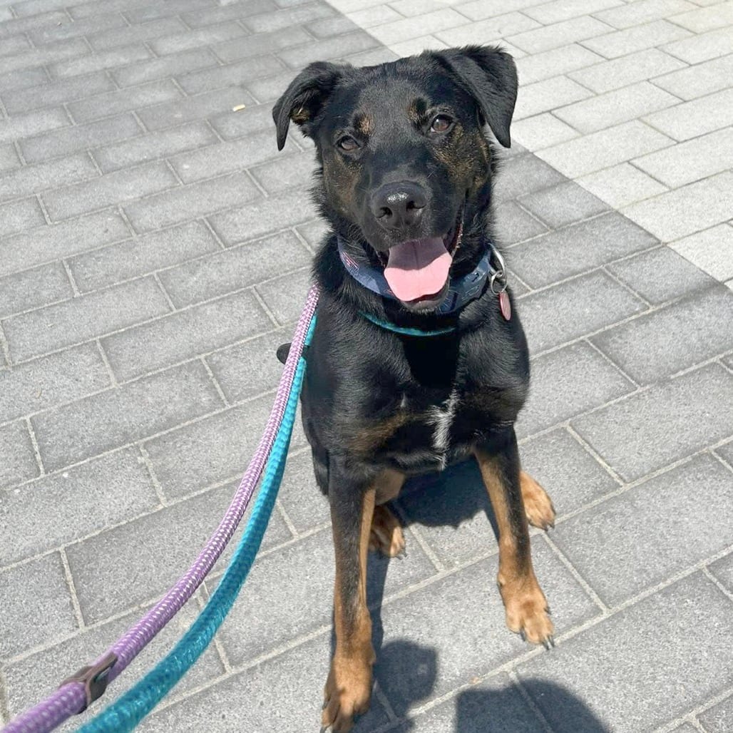 Photo of Cooper, adoptable Mixed Breed (Medium) in St. Louis, Missouri