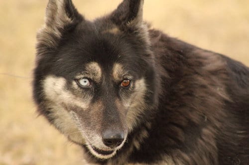 Photo of Alice, adoptable Husky in El Centro, California