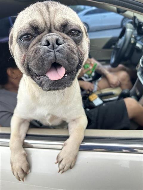 Photo of Yogi Bear, adoptable Pug in San Antonio, Texas
