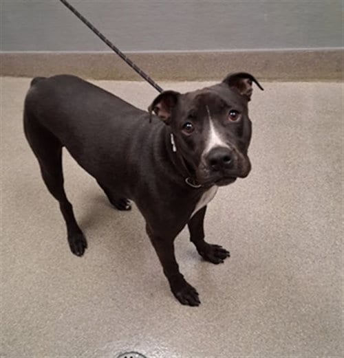 Photo of Dante, adoptable Pit Bull Terrier in Las Vegas, Nevada