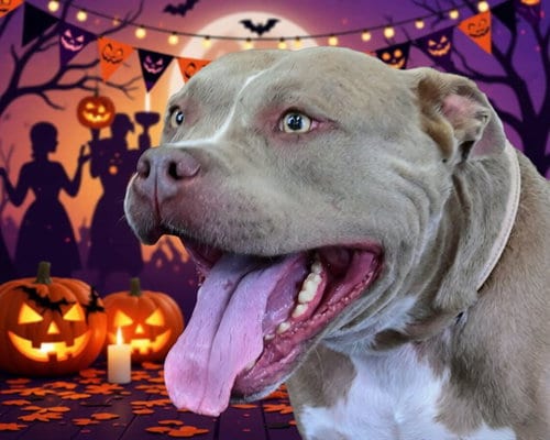 Photo of Gusto, adoptable Staffordshire Bull Terrier in Ocala, Florida