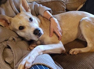 Photo of Fae, adoptable German Shepherd Dog in Clyde, North Carolina