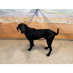 Photo of Papi Chulo, adoptable Labrador Retriever in Doral, Florida