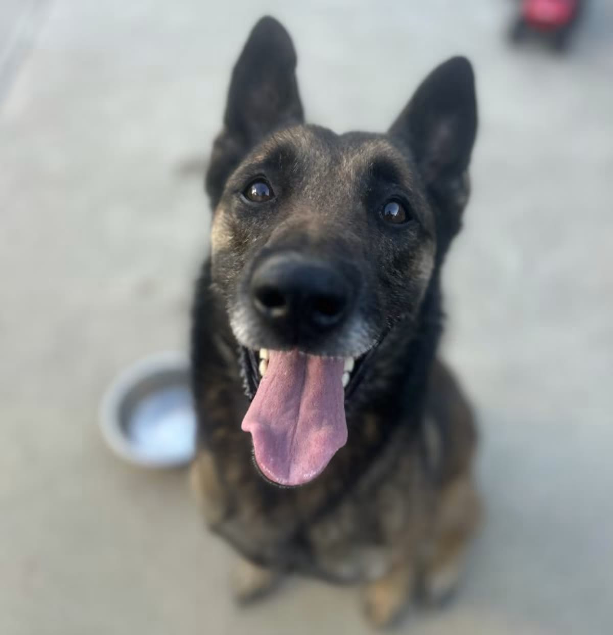 Photo of Luna, adoptable Belgian Malinois in Santa Clarita, California