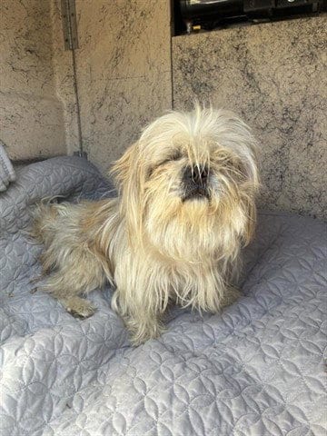 Photo of Maggy, adoptable Shih Tzu in Salinas, California