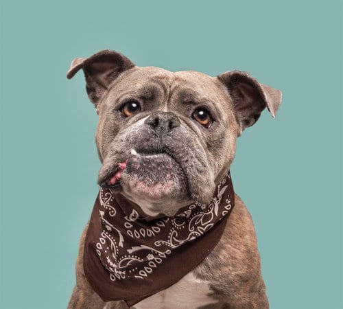 Photo of Mable, adoptable American Bulldog in St. Louis, Missouri