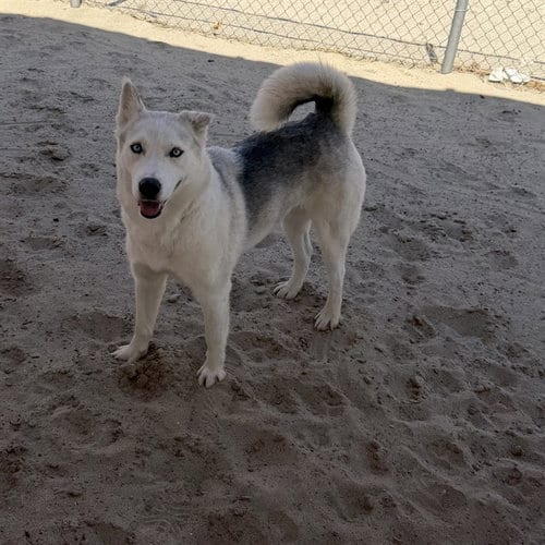 Photo of Roxy, adoptable Siberian Husky in Thousand Palms, California